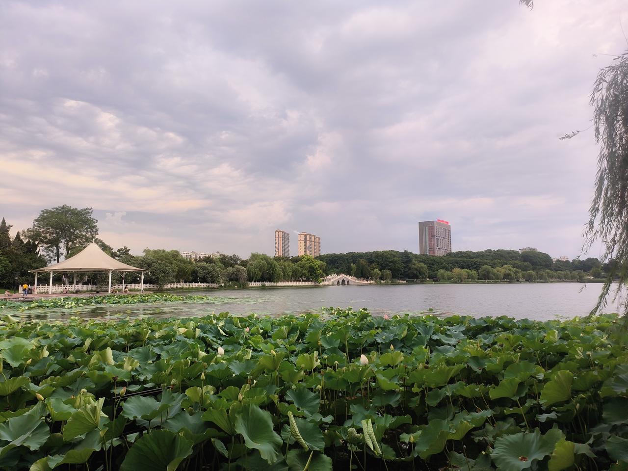 这样的天气，让画面有了水墨画的感觉，荷塘有了别样的风景。