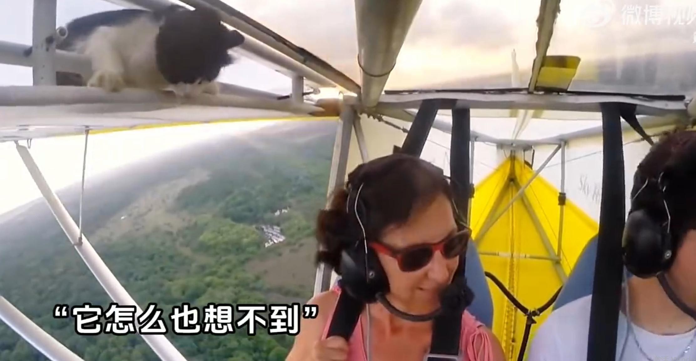 小猫睡一觉起来已经在高空 我类个天，我光看见腿都软了