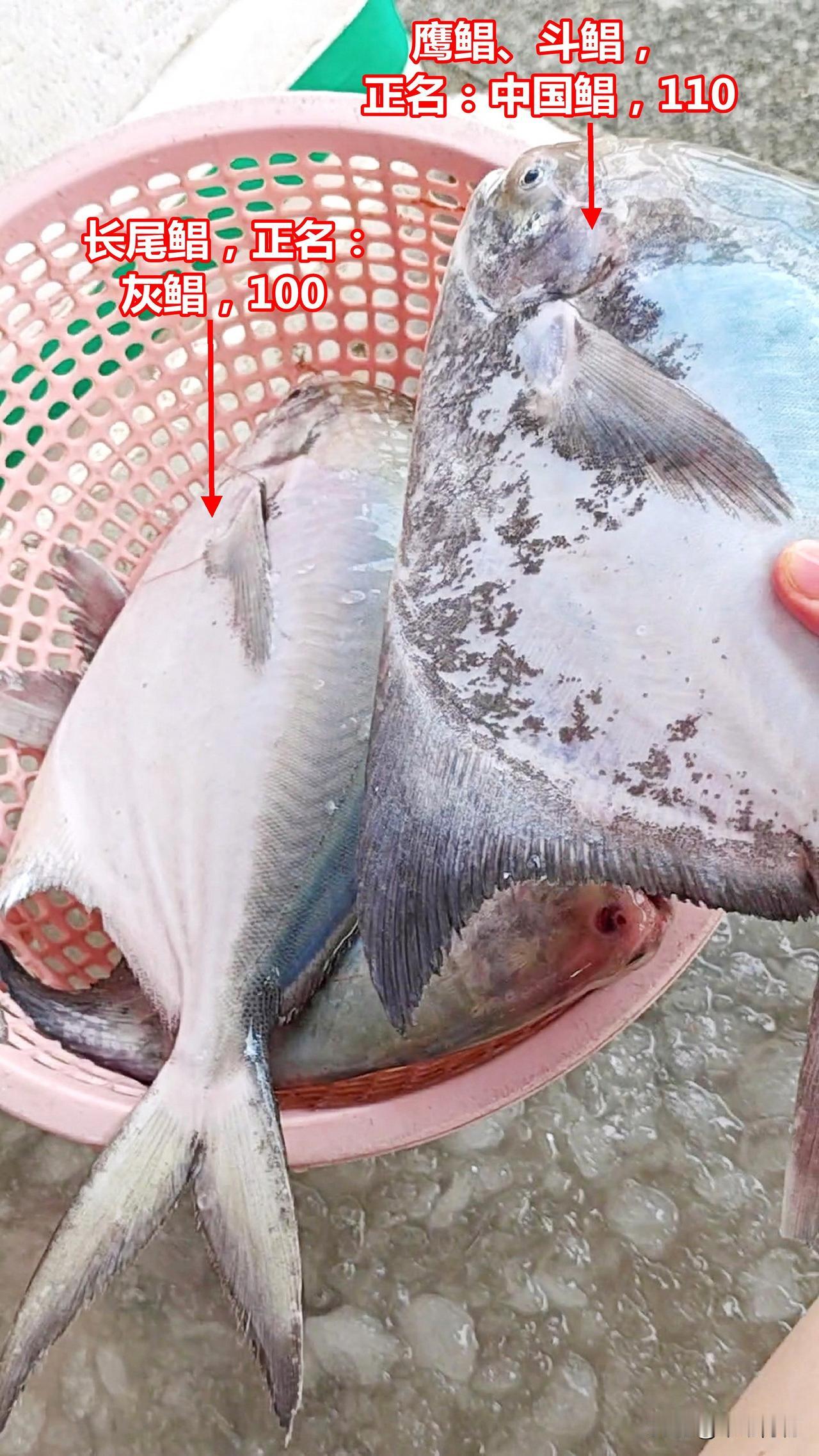 一条船七种“鲳”鱼，食味看价格就知道

01-1.鹰鲳、斗鲳，正名：中国鲳，
0