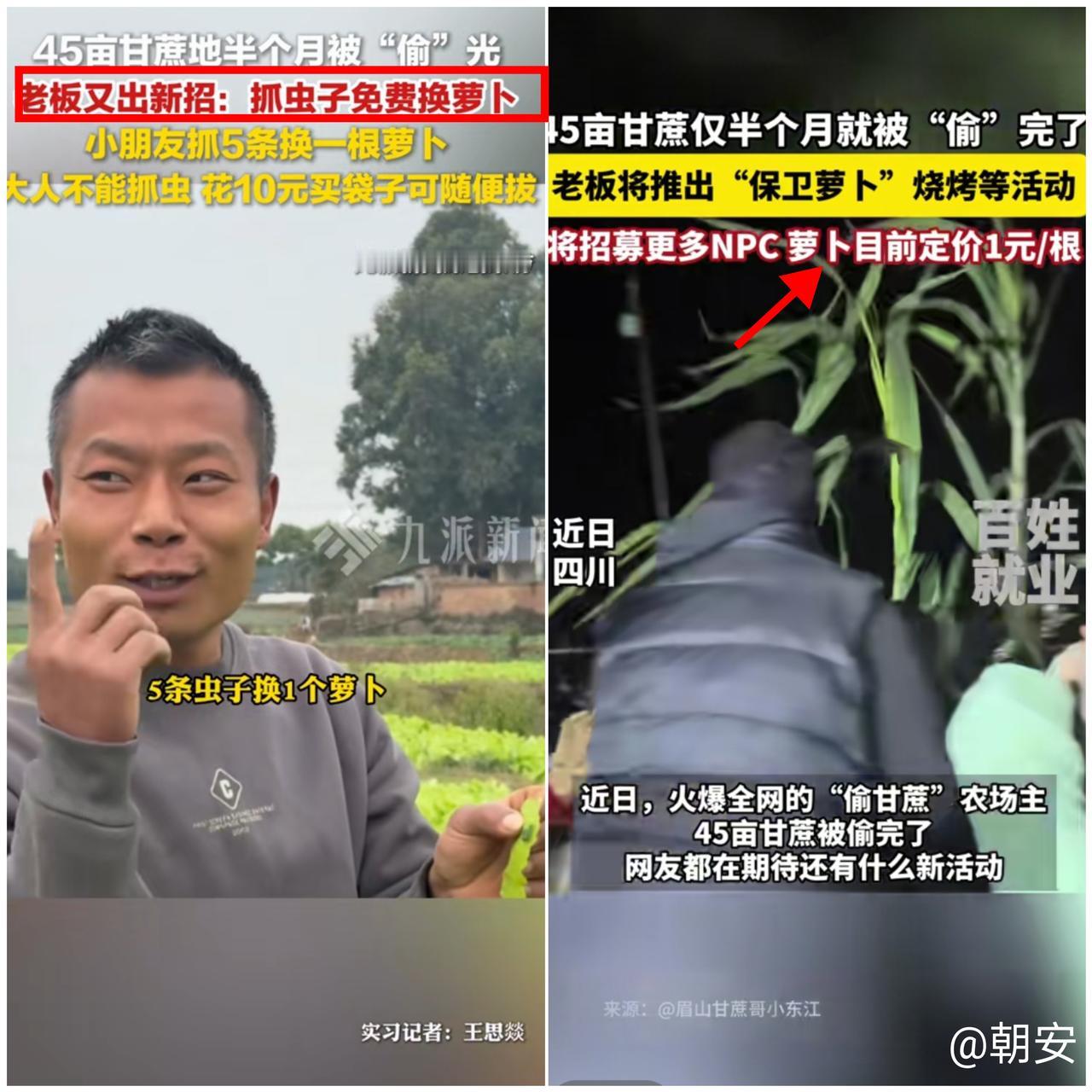 这老板也太会玩了！

45亩甘蔗地半个月被“偷”空，转头就出抓虫换萝卜的新招，5