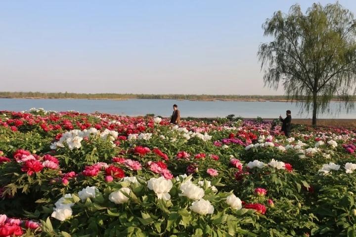 春风送暖，国色初绽。2026第八届济宁太白湖牡丹花会将于4月1日正式对外开放，为