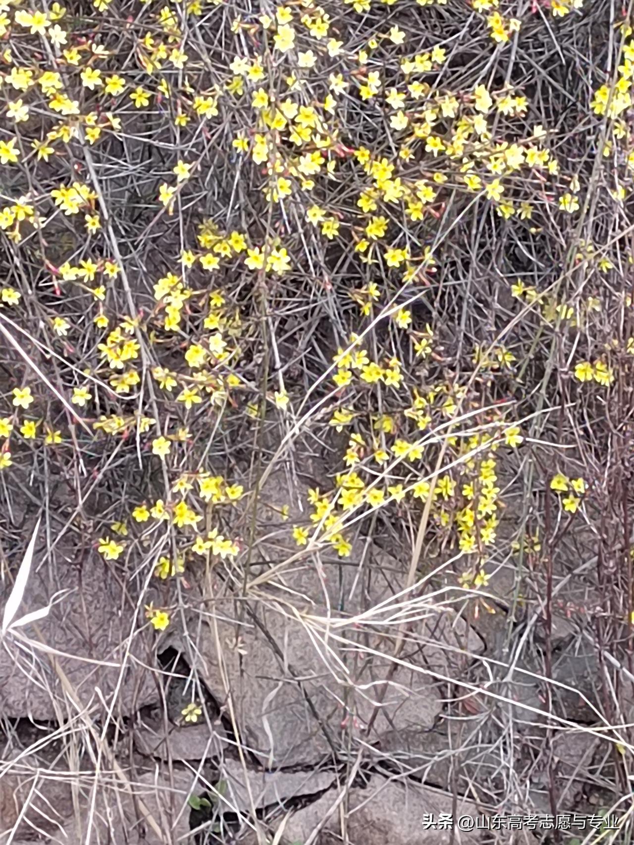 春天真的来了，看看这些迎春花，已经把大地装点一新。