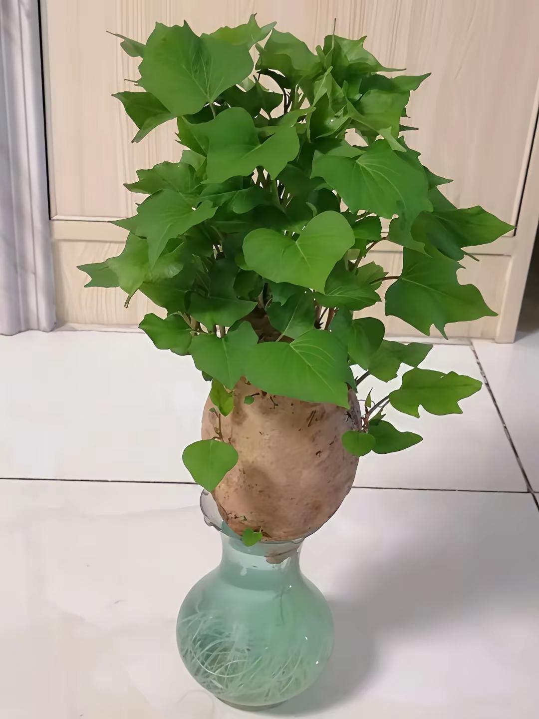 酷署起热浪，问候送清凉，开心伴左右，祝福情谊长。夏日多保重，快乐永健康！平安度夏