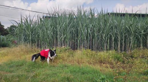 甘蔗一吨才500多块钱，为什么广西那么多地方现在还种着？要知道，甘蔗地里的老鼠，