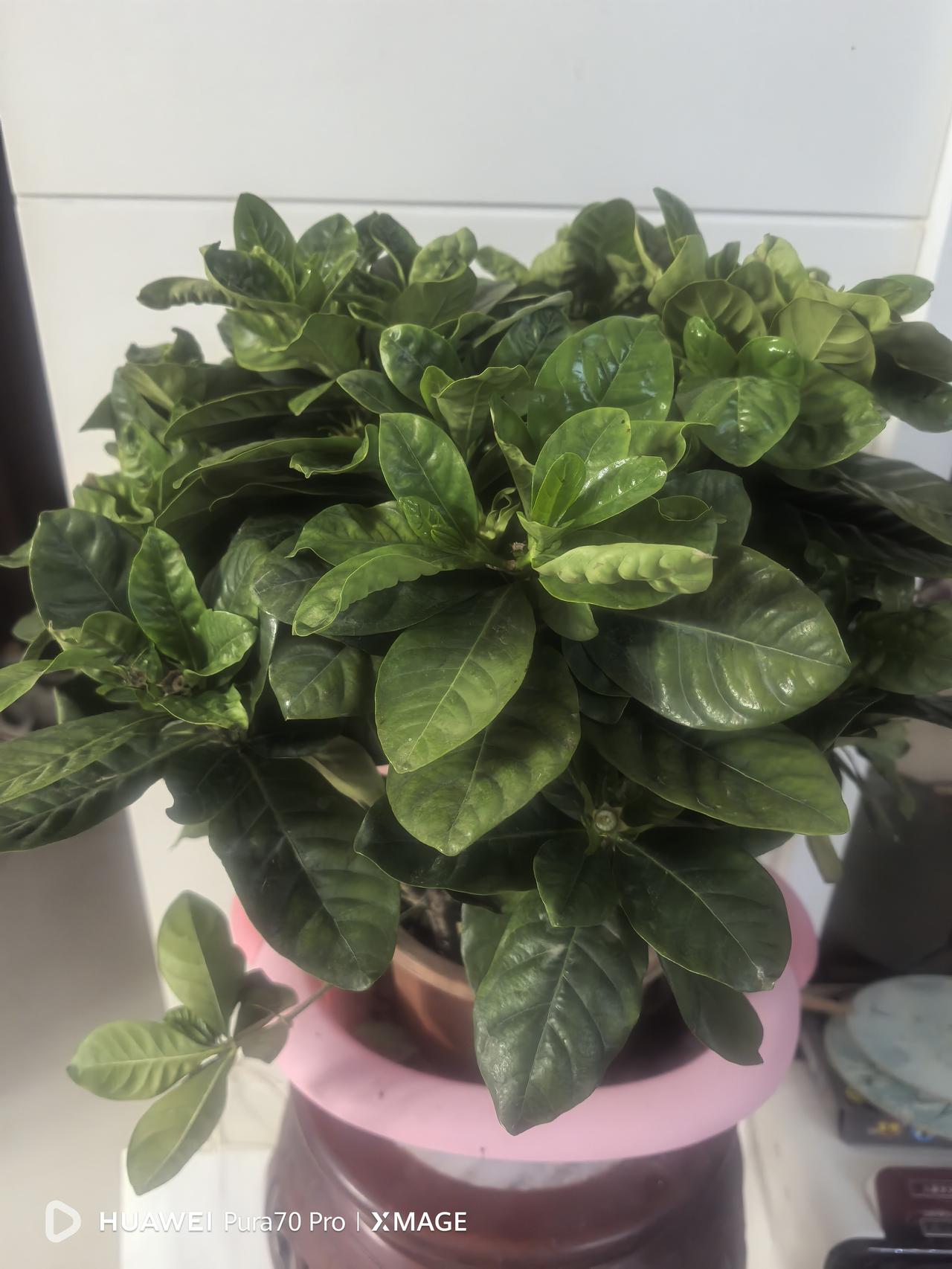 我不太会养花，但又喜欢家里有几盆花。

前几天在早市看到花农在卖栀子花，花长的很