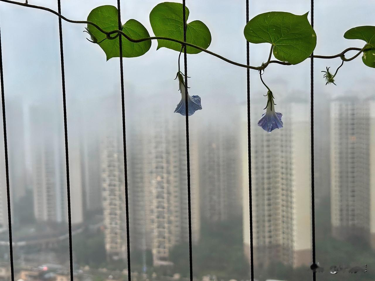 （1365）：来深圳近20年，发现深圳越来越不适合人类居住。一到雨季，雨水二十四