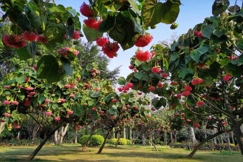 南宁人速藏！南湖公园藏着“粉色秘境”，非洲芙蓉成片盛放美到窒息

谁能想到，南宁