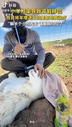 “彻底解释不清了！”内蒙古鄂尔多斯，两只小羊打架导致肾脏移位，眼看要不行了，不料