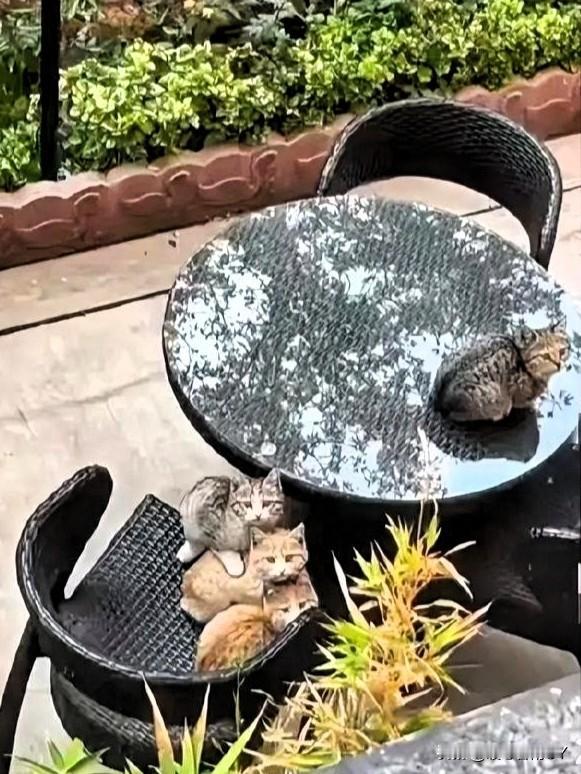 被这窝猫咪玩的“叠叠乐”彻底萌化啦！谁能拒绝紧紧黏在一起的小团子呢？

在一处小