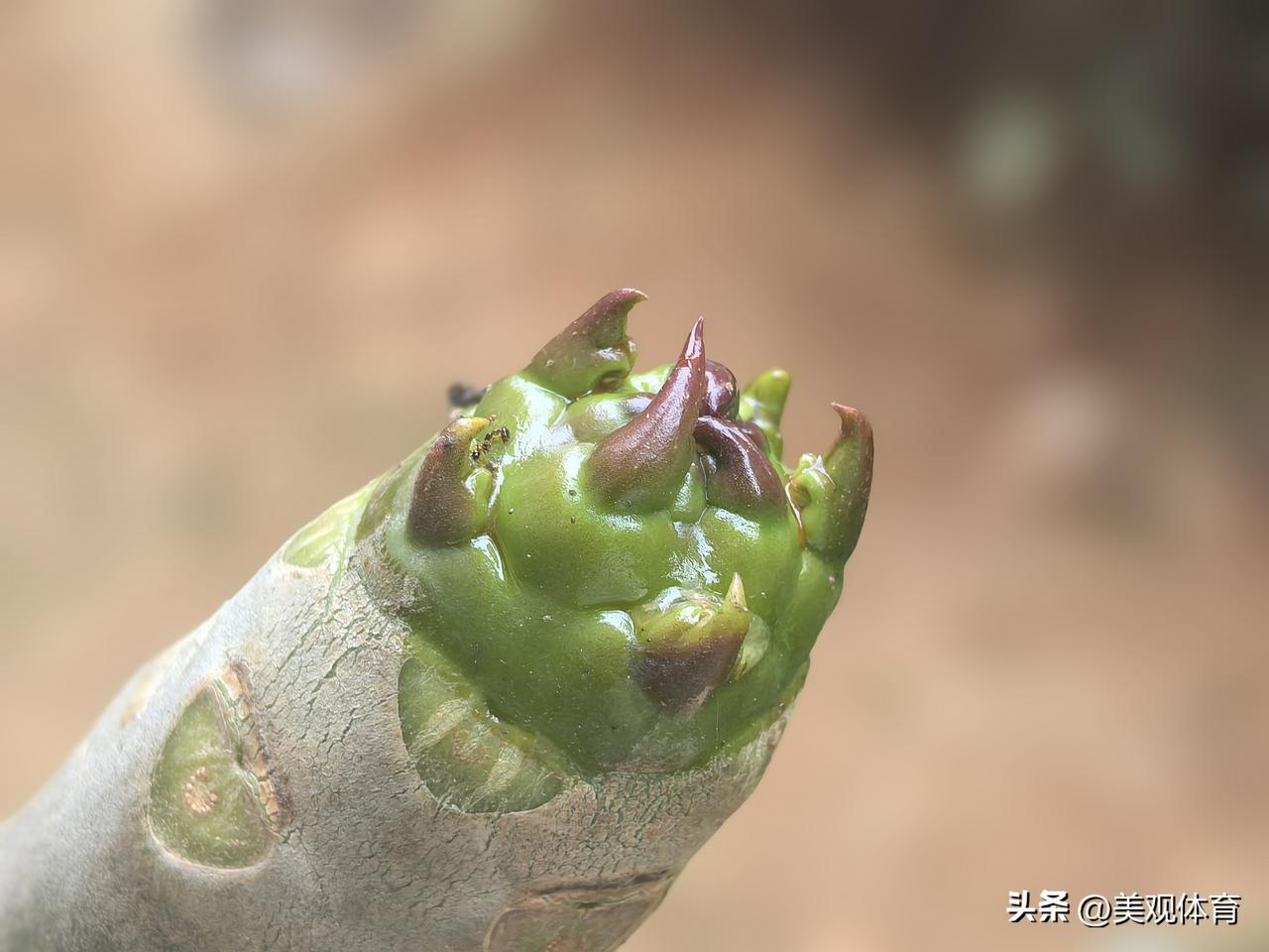 进入三月，海南文昌的鸡蛋花树开始从树枝的顶端开始萌芽生叶，按照物候规律，直到清明