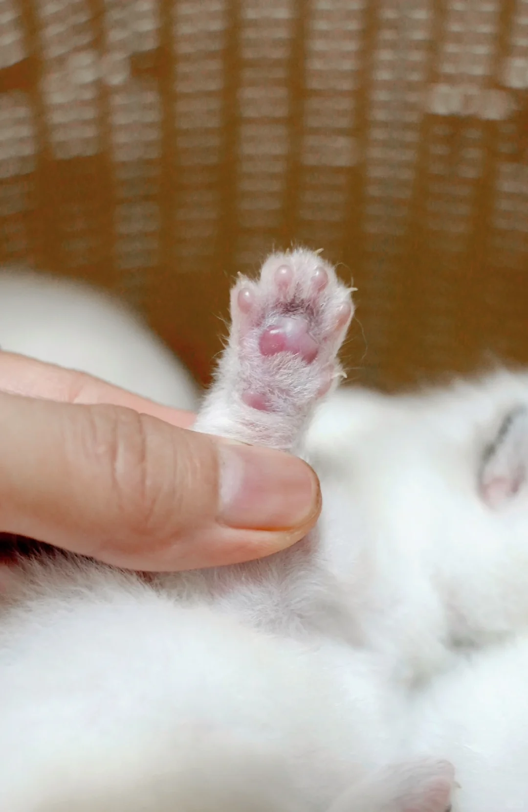 嗨👋吸吸小奶猫玉足