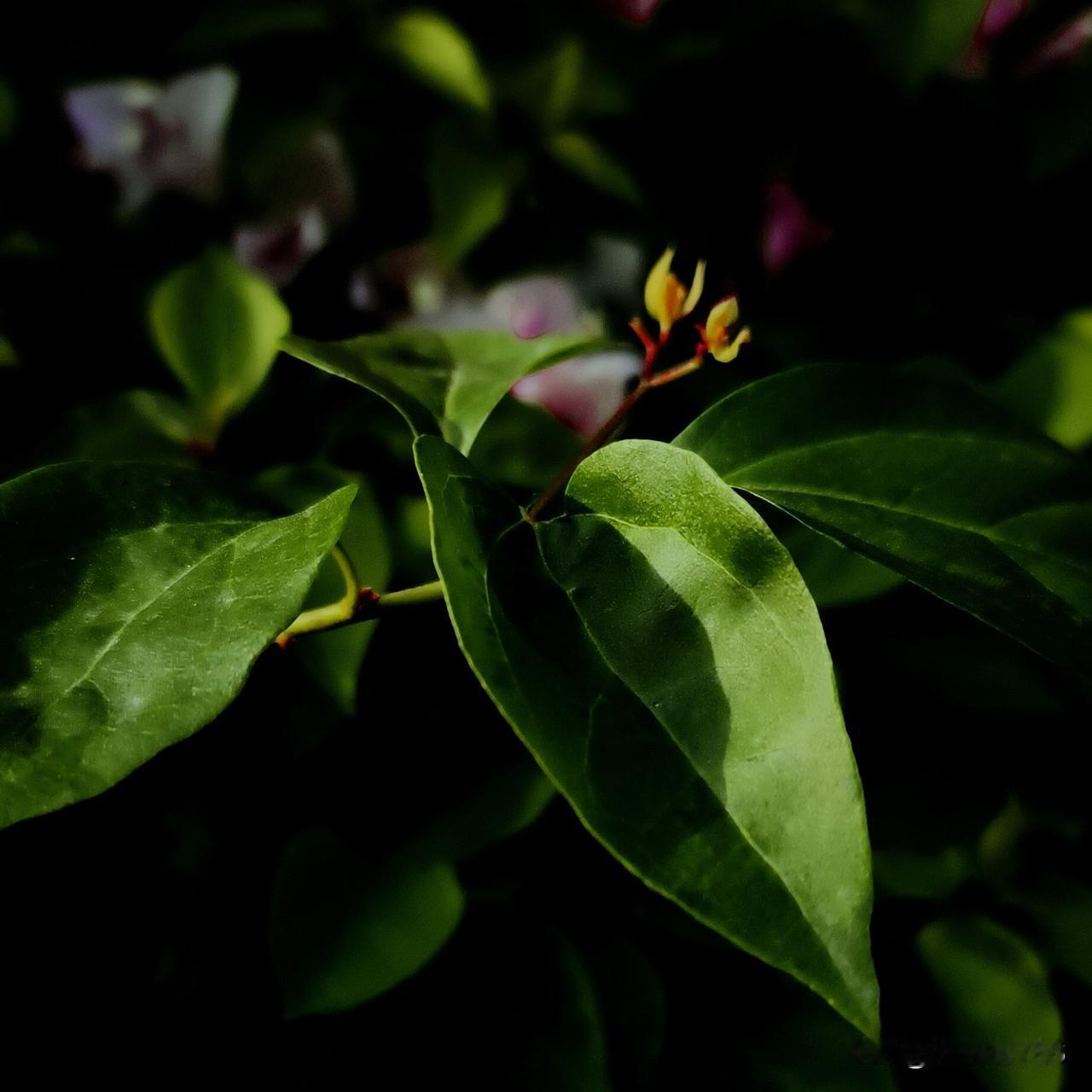 植物，天空，云彩永恒的拍照主题，按下快门的那一刹那，美好永存！摄影作品7分靠拍3