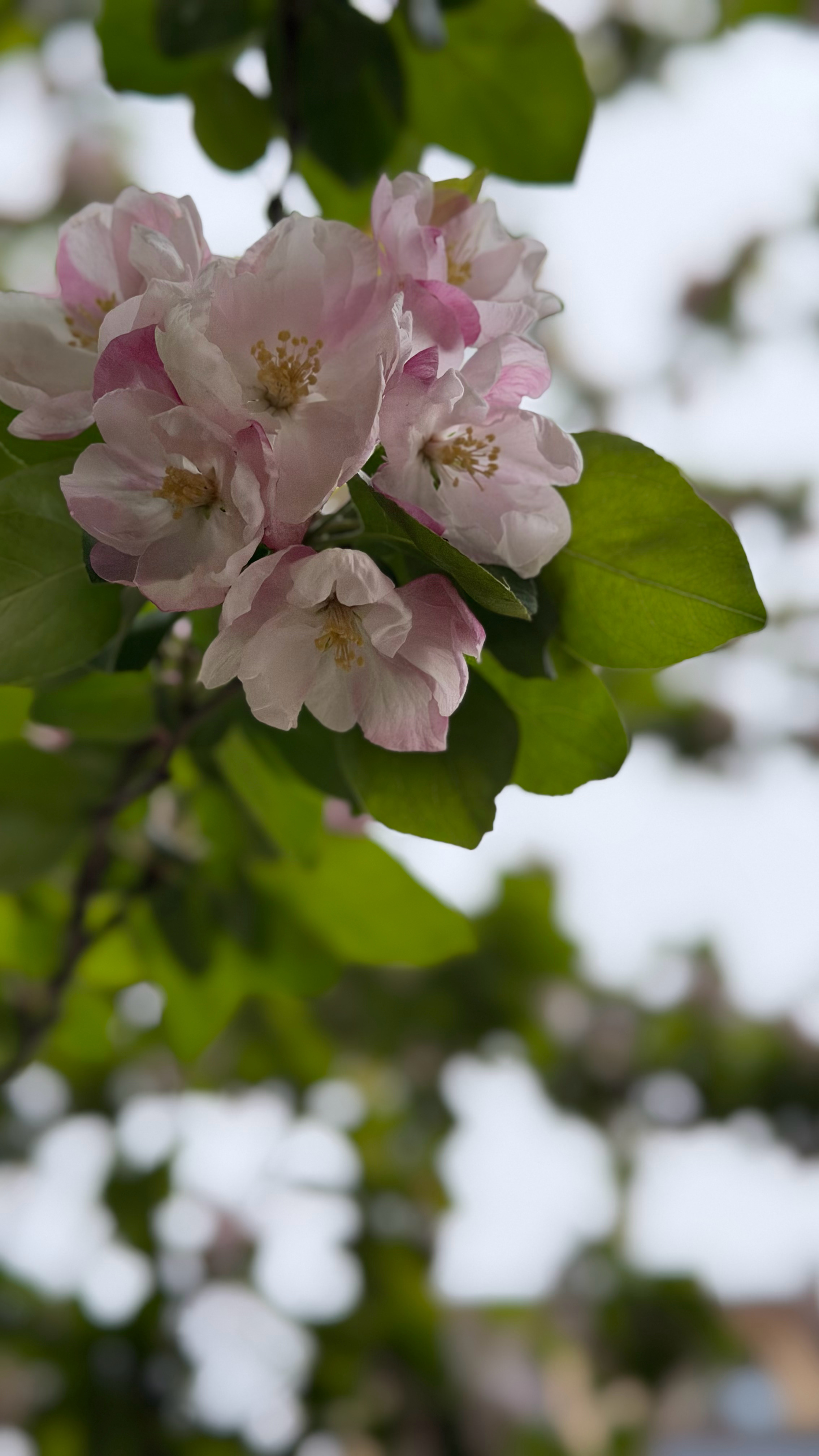 研究发现血型和疾病的发生有相关性是才发现的吗？那为啥我早就知道呢以前就说a型血爱