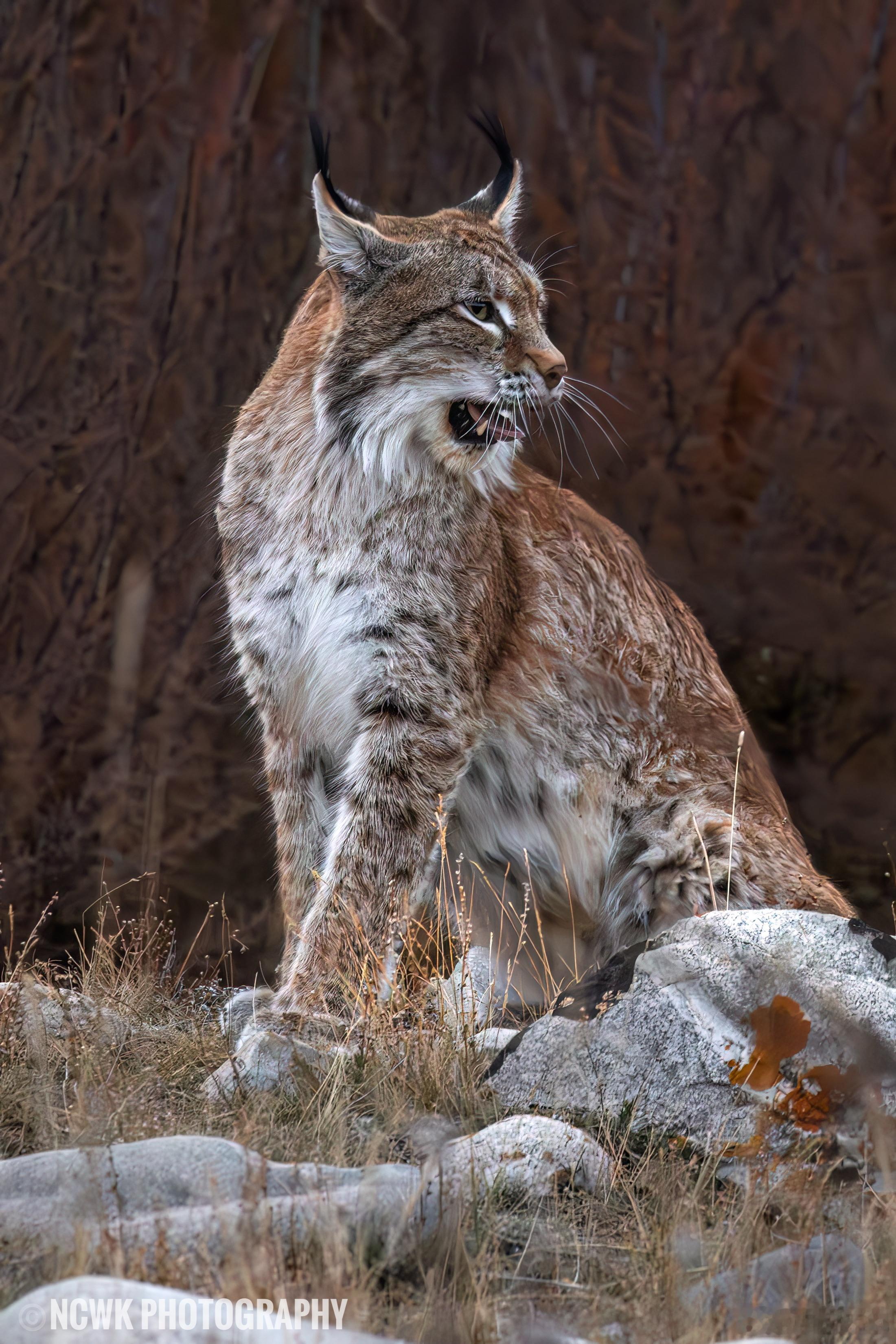 欧亚猞猁2025.10/ 青海奇妙生物圈做自然的朋友 与这只欧亚猞猁的相遇，是幸