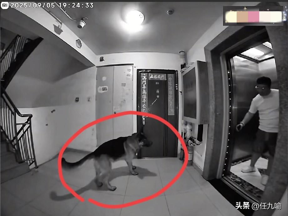 北京，一名男子下班回家，却被邻居家未拴绳的德国牧羊犬堵在电梯口，男子没办法报了警