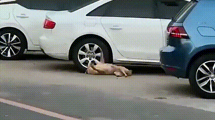 异烟肼！[发怒]
小狗子，被毒死了！

据说，这是狗子误食异烟肼后的中毒症状，下