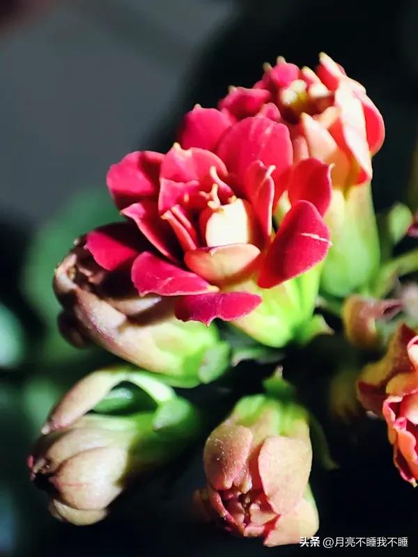 小棵长寿花好养吗长寿花是一种非常好养的绿植了！花期长，非常的漂亮，快养起来吧！