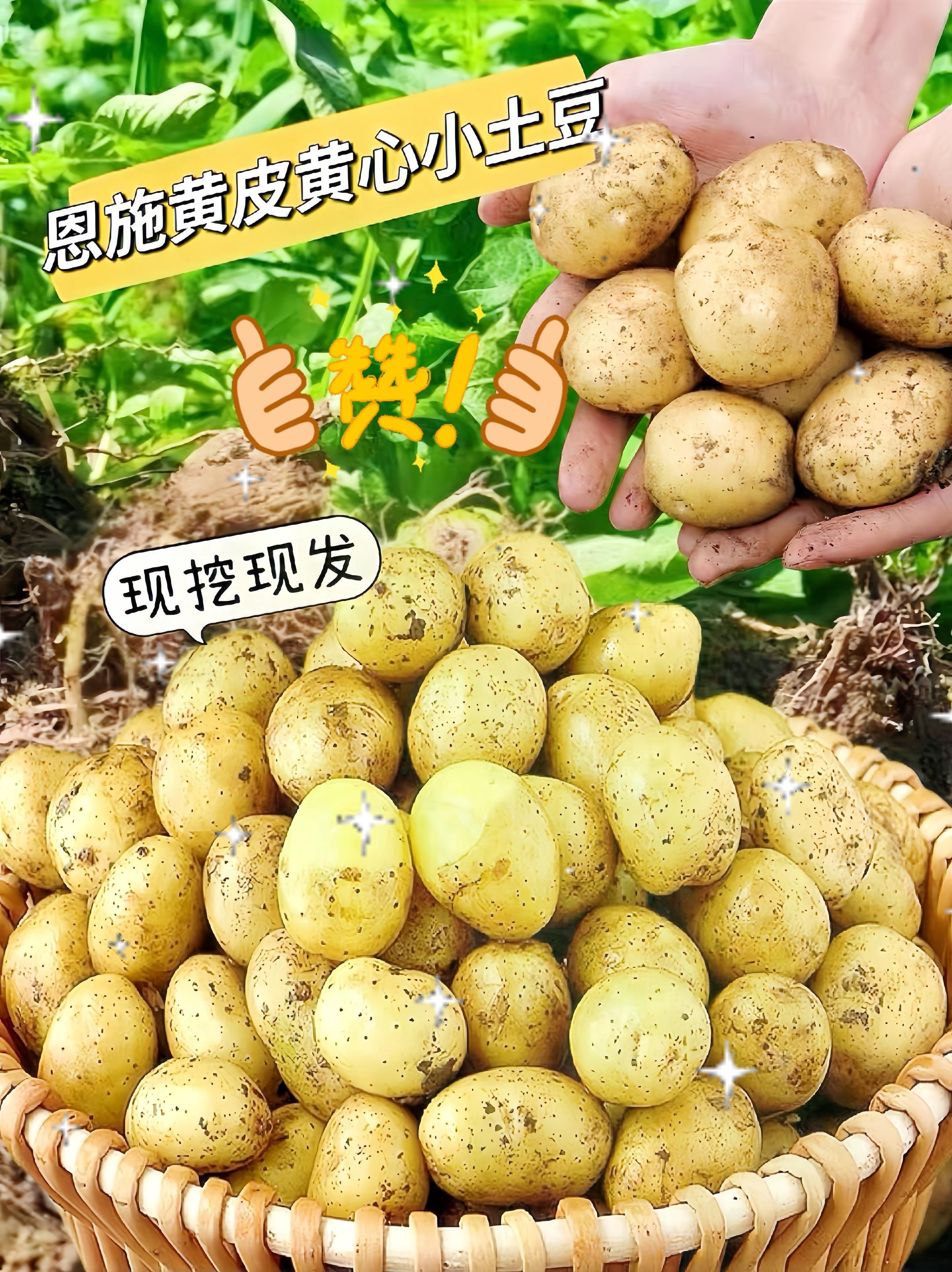 我又买了一箱湖北恩施的黄心小土豆，我家已经连续吃一个星期了，全家人都特...