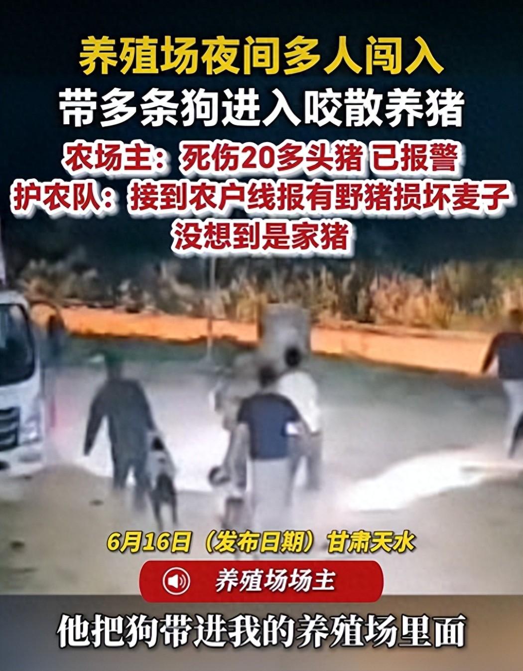 甘肃一养殖场农场主称夜间遭护农队闯入，被咬死20多头猪，护农队：接报说有野猪，放