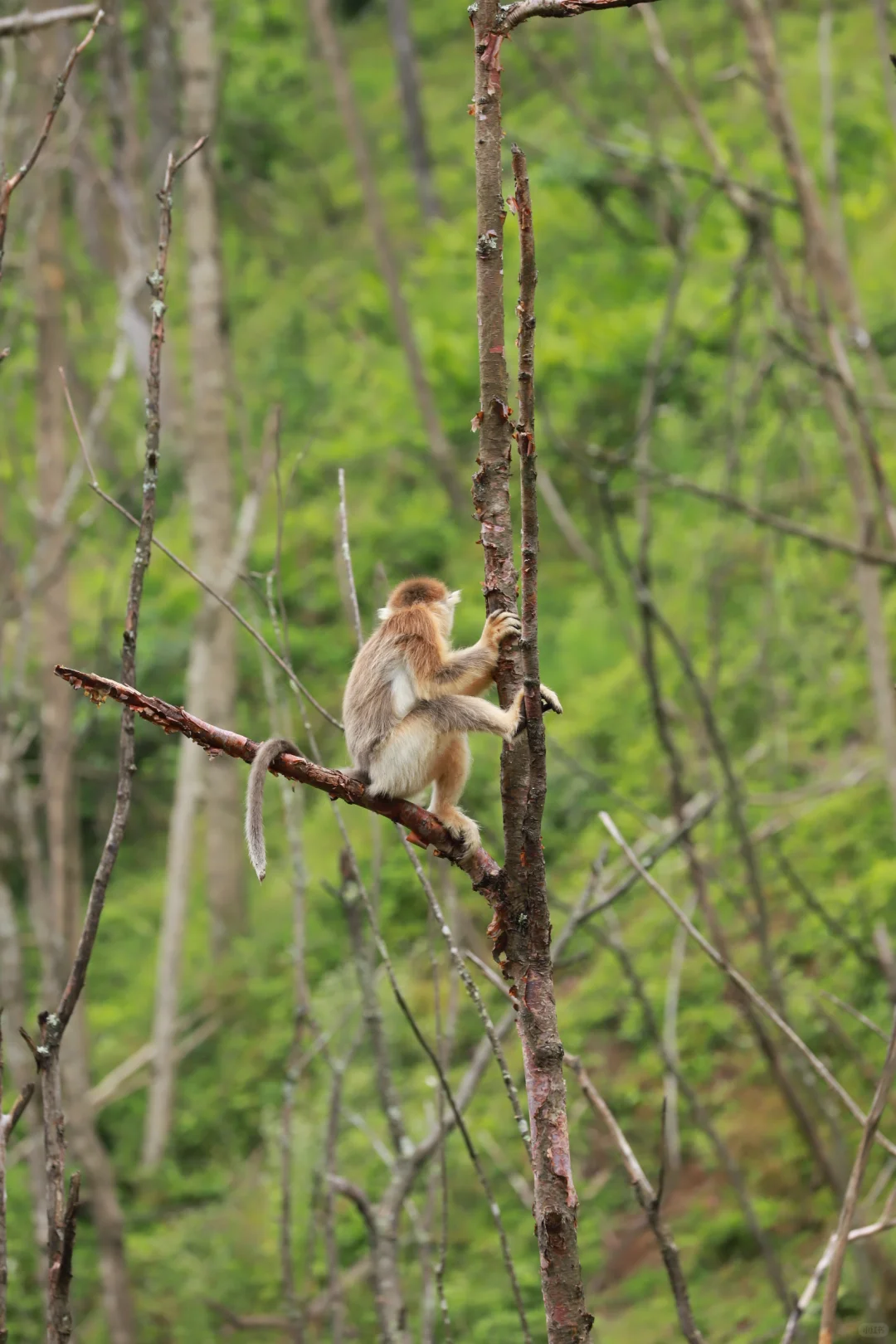 🐒一定要去神农架大龙潭看金丝猴！！！