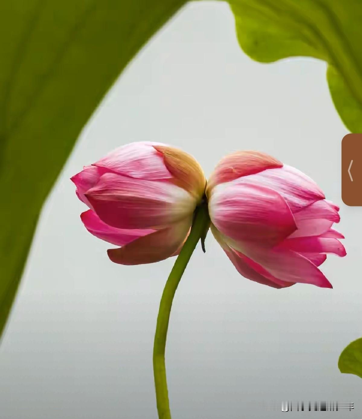家花野花两处开，
这边赏来那边摘，
问君最爱哪一朵，
有钱就把两朵踩。
灵魂伴侣