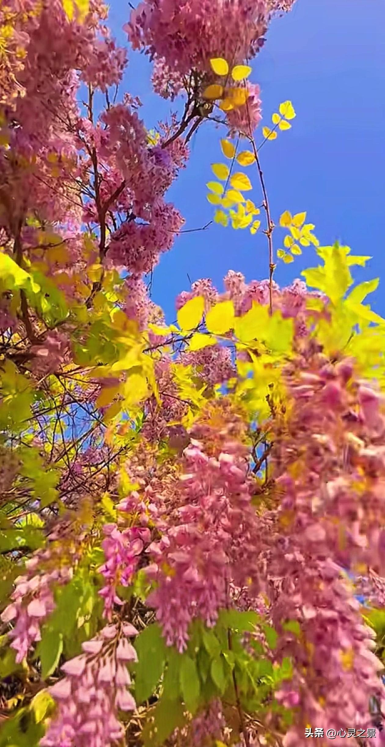 深埋地下的根系从不露面，源源不断输送养分，撑起一廊浪漫紫藤。人最该深耕的是内在根