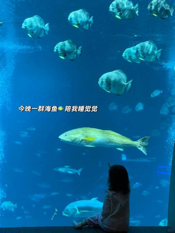 林峯一家新加坡度假 林峯张馨月带5岁女儿游新加坡！为圆女儿美人鱼梦特意入住观鱼酒