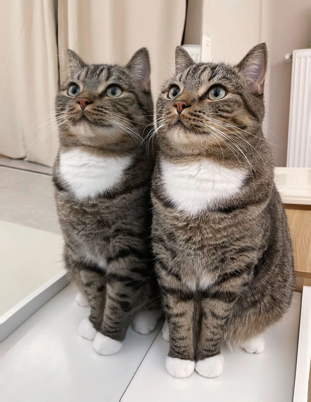 双胞胎小猫咪，便宜出一只有人要吗？