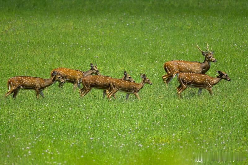 【印度新动物园开幕不到一个月突发惨剧：10头梅花鹿疑遭流浪狗夜袭死亡】 印度南部