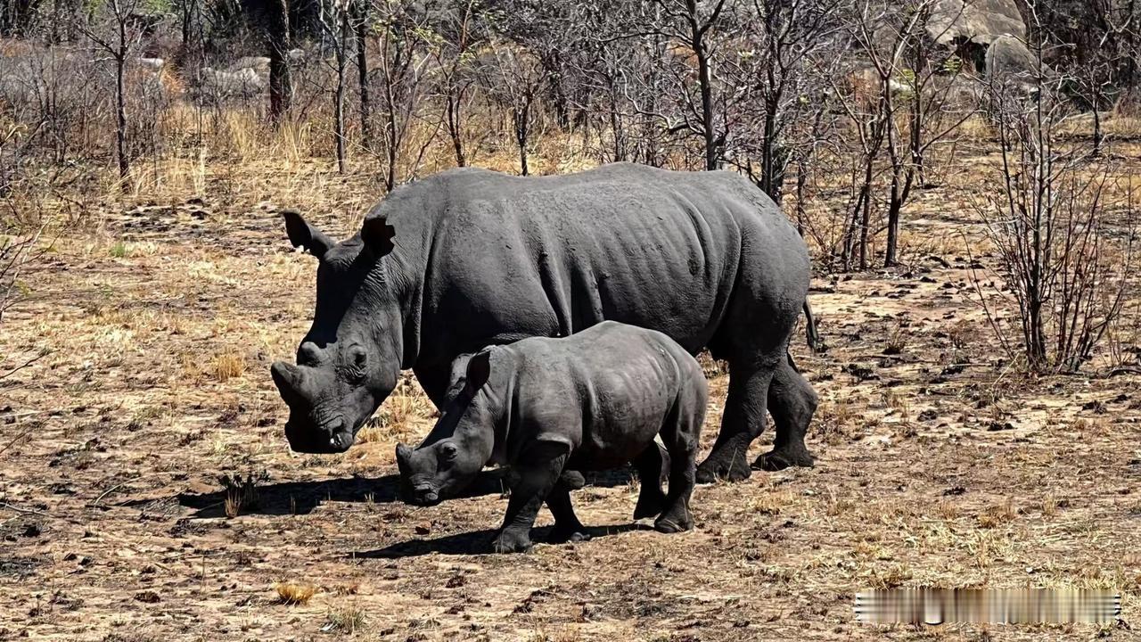 （原创）珍稀动物，野生南非白犀牛母子。拍摄于津巴布韦白犀牛 珍稀动物