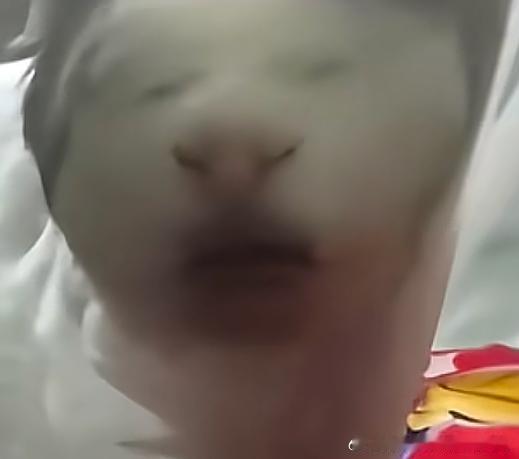 50017【丑猫】被蚊帐绷住的大臭猫 