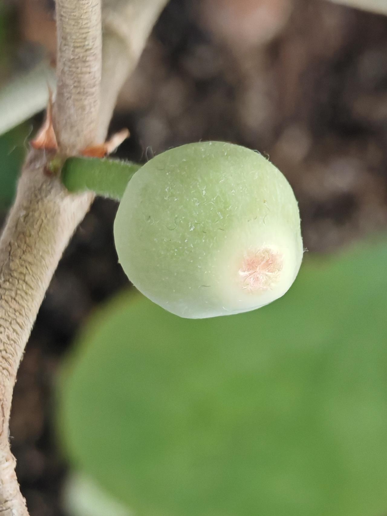 与痛风斗争的历程125
 
   天气晴，今天是大寒，一年中最寒冷的时节。过了大