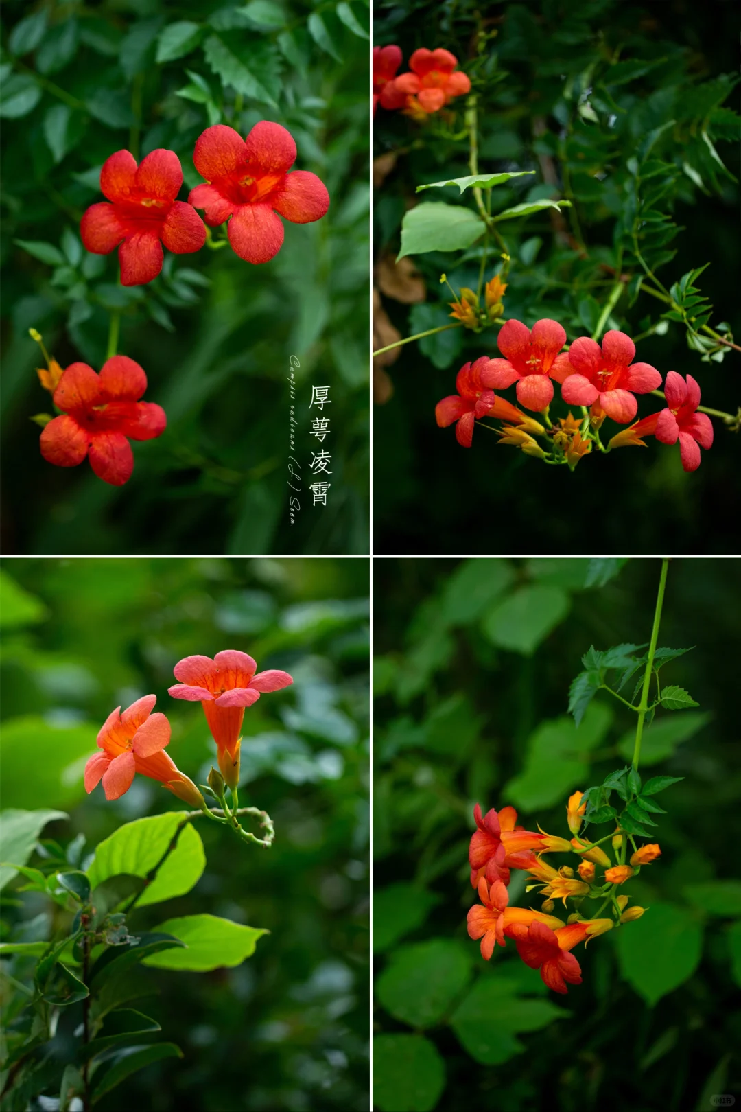 厚萼凌霄|每日一花