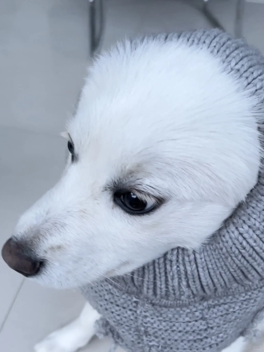 左滑看我变身狼外婆🐺