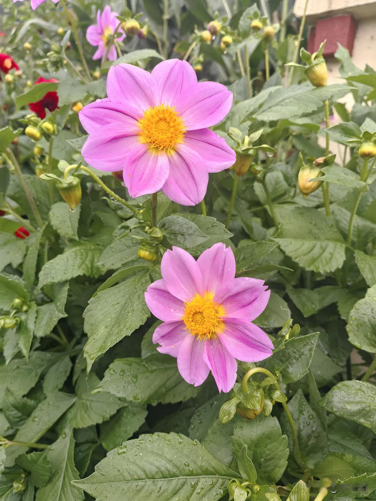 西藏美丽的花都叫格桑花，来了西藏我才知道，我以为波斯菊叫格桑花。

西藏的花色彩