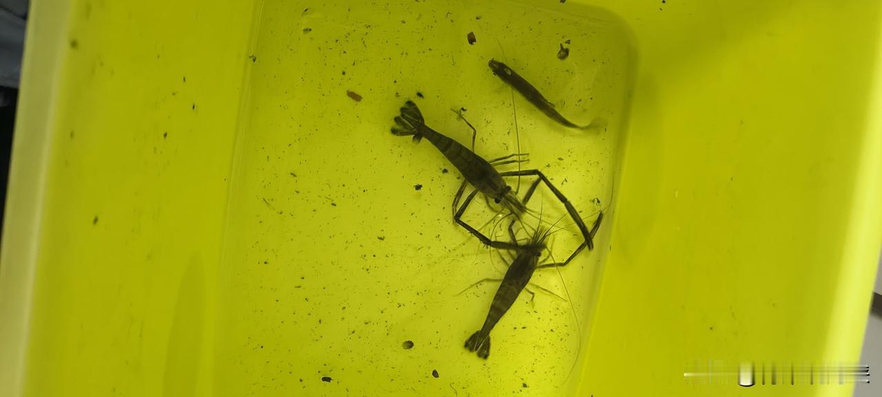 春天第一鲜必须是河虾啊，今天抓的有点少，有什么办法能爆网啊