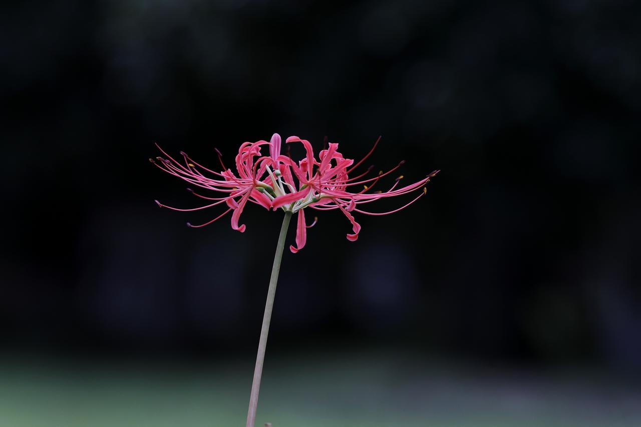 彼岸花开
血色花瓣卷成钩，像在勾画未写完的信。叶落时才开花，花开时叶已枯——生生