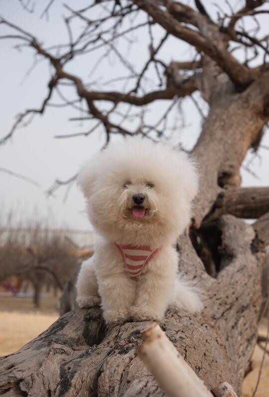 狗身狮面像😳