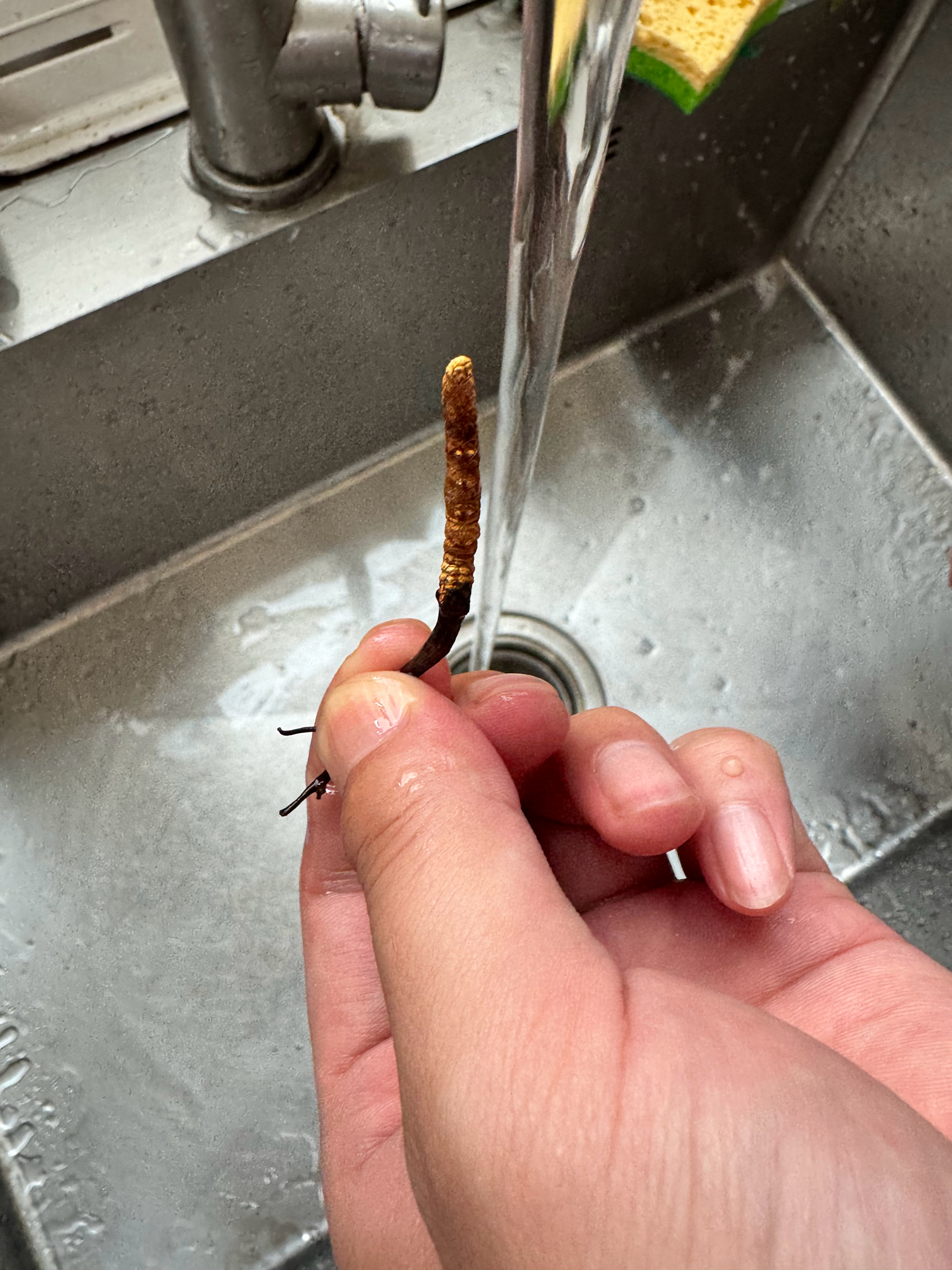 20元1根虫草，同事天天泡水喝，泡完之后再吃掉，说这个东西大补 ​​​