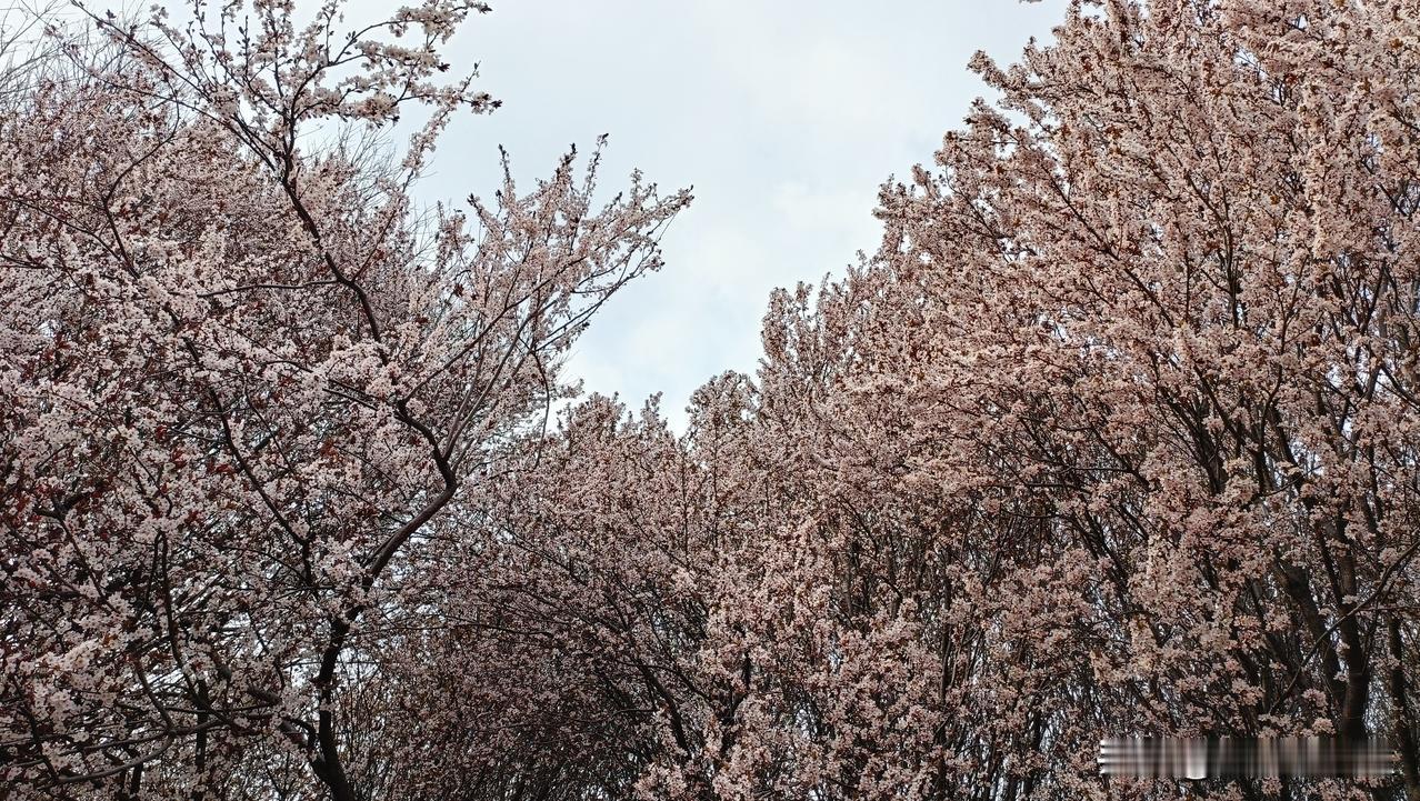 看完深夜的某音，我才知道，光看头条自己的东西算是很绿色的了。

我以前是没安装什