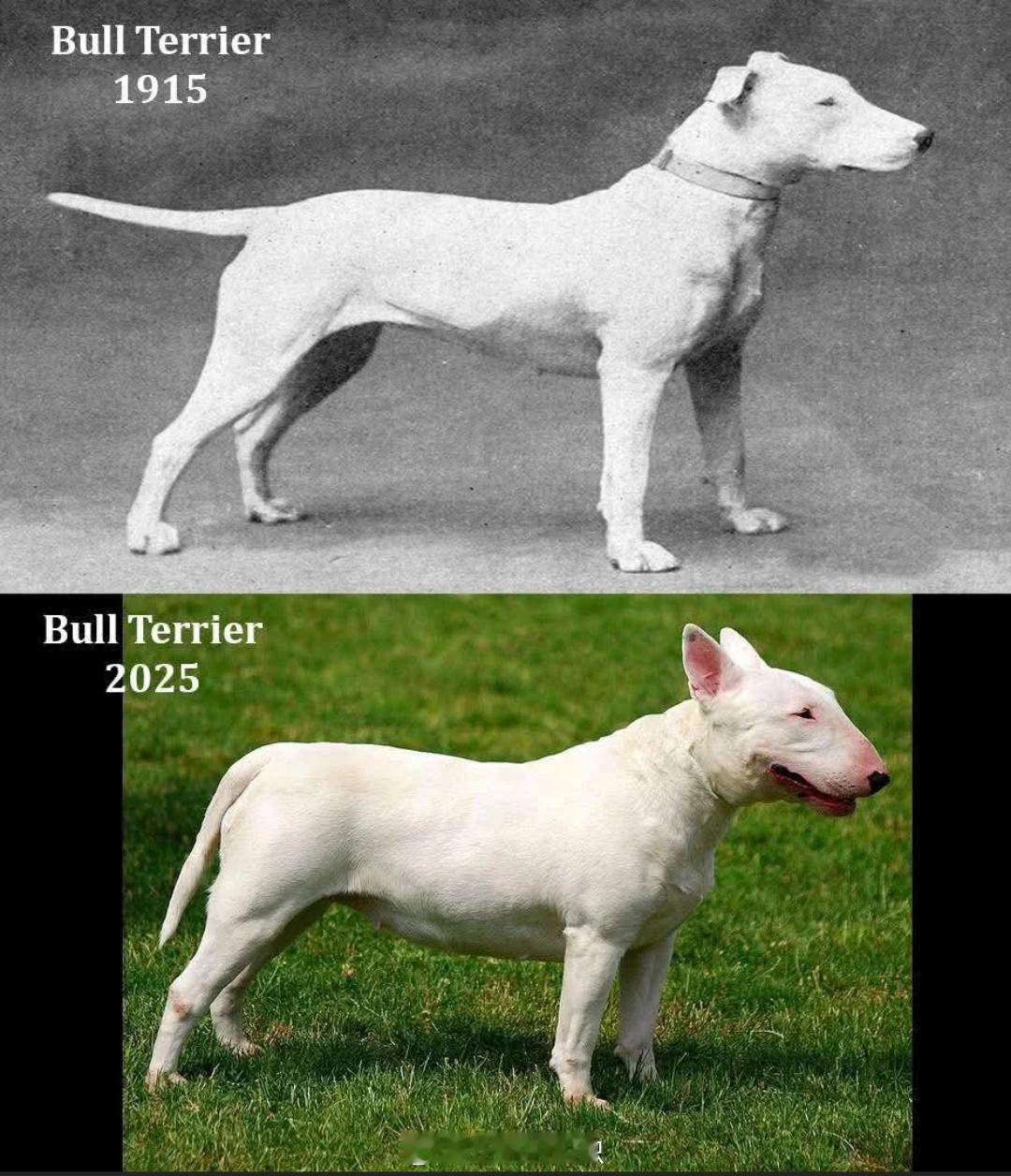 1915年和2025年斗牛梗犬的对比选择性繁殖极大地改变了公牛梗的外貌，你会发现