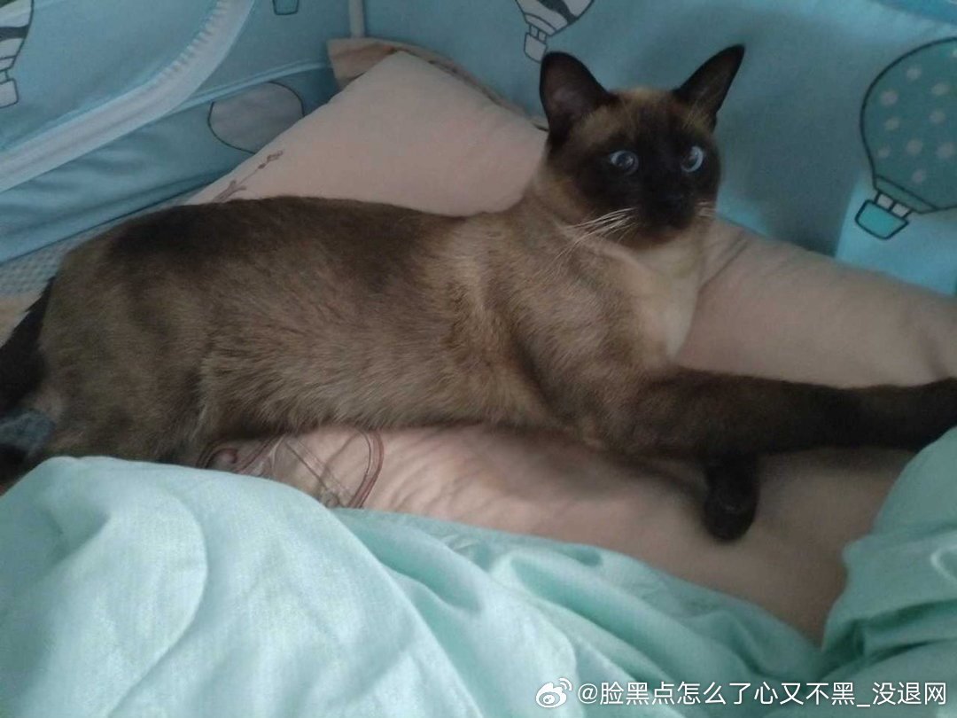 3849只黑脸心灵极丑，霸占糕煮枕头还咬糕煮 