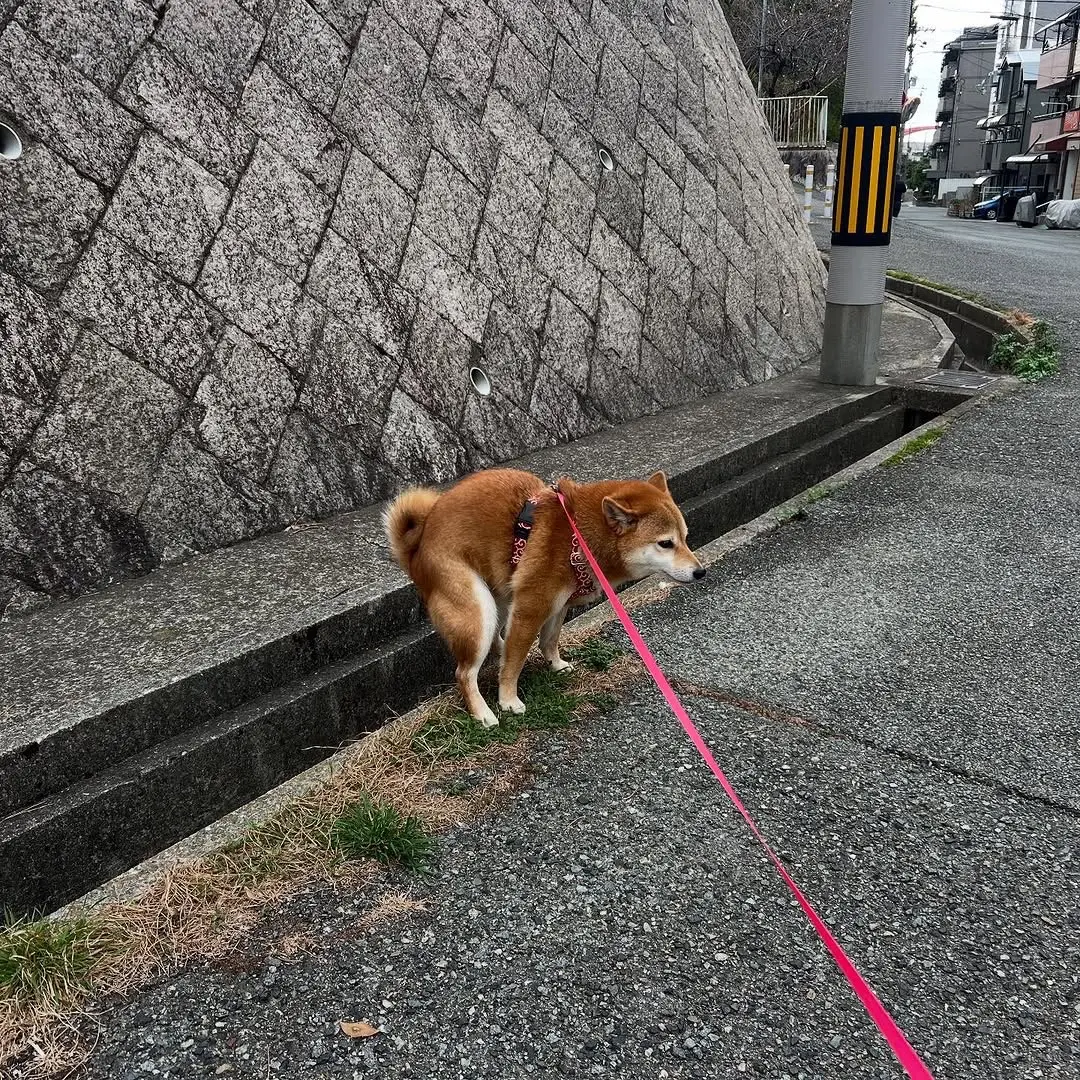 拉💩吵架耍无赖，柴犬还有什么爱好