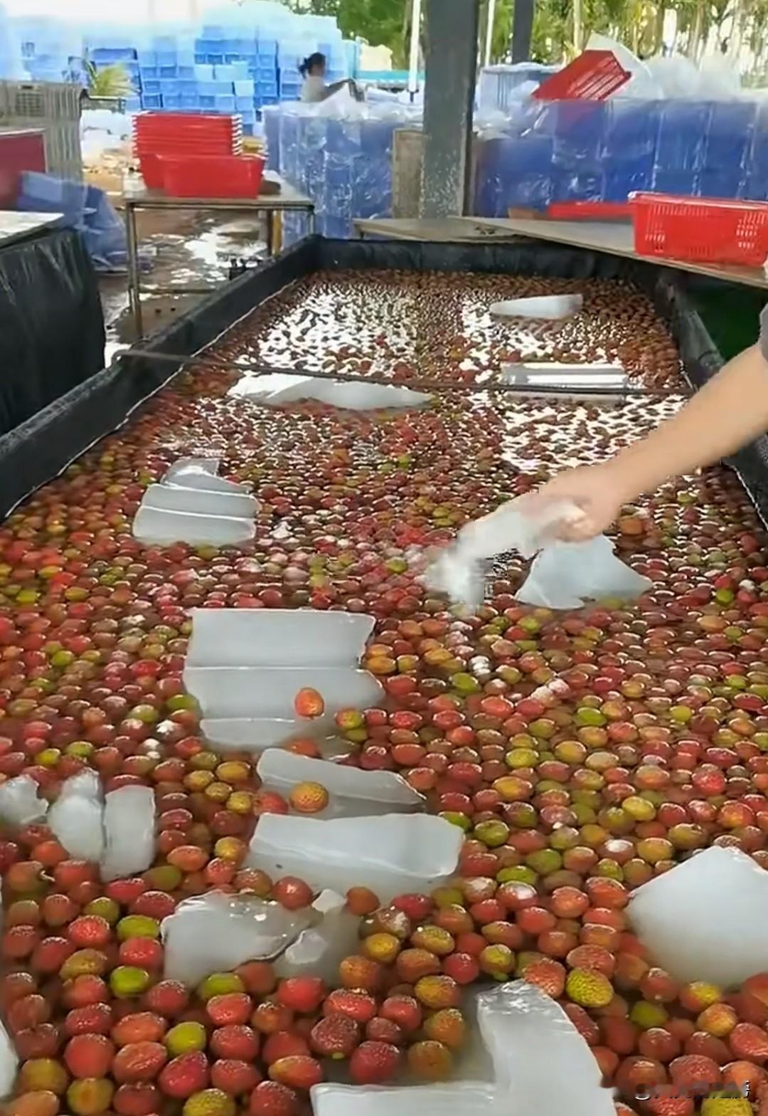 谁能告诉我，他撒的是啥？