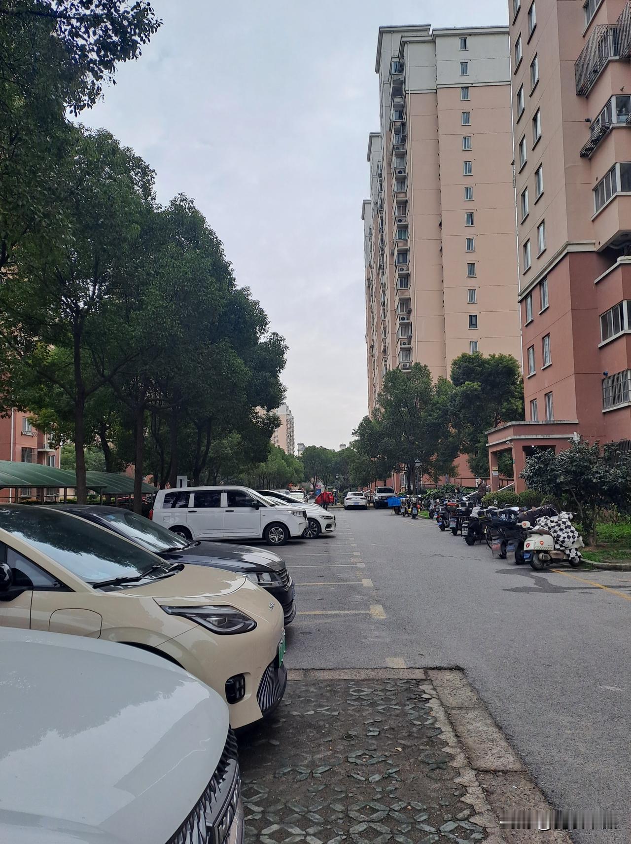 今年冬天的不同小区里的香樟树还是那么绿
