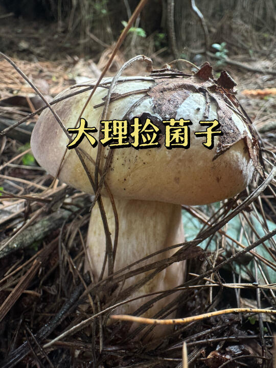 大理亲子捡菌子，捡不完根本捡不完