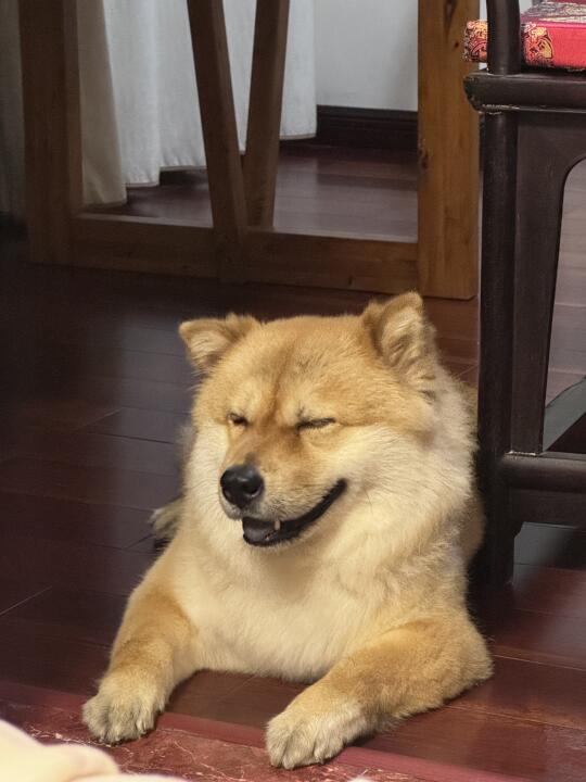 看妈妈吃东西的小狗