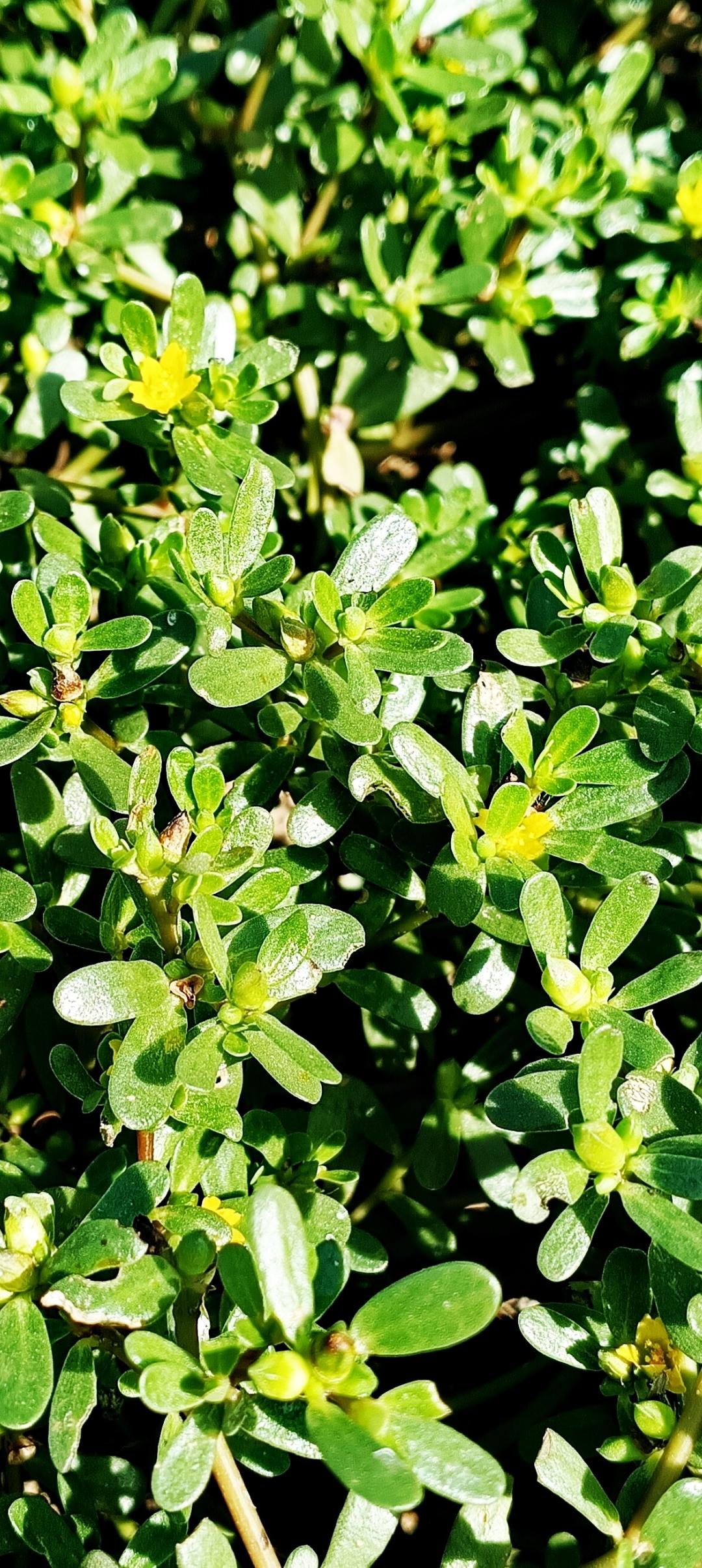 平凡野草也有春天
 马齿苋铺成一地翠色，细碎的小黄花星星点点，平凡的野草，也悄悄