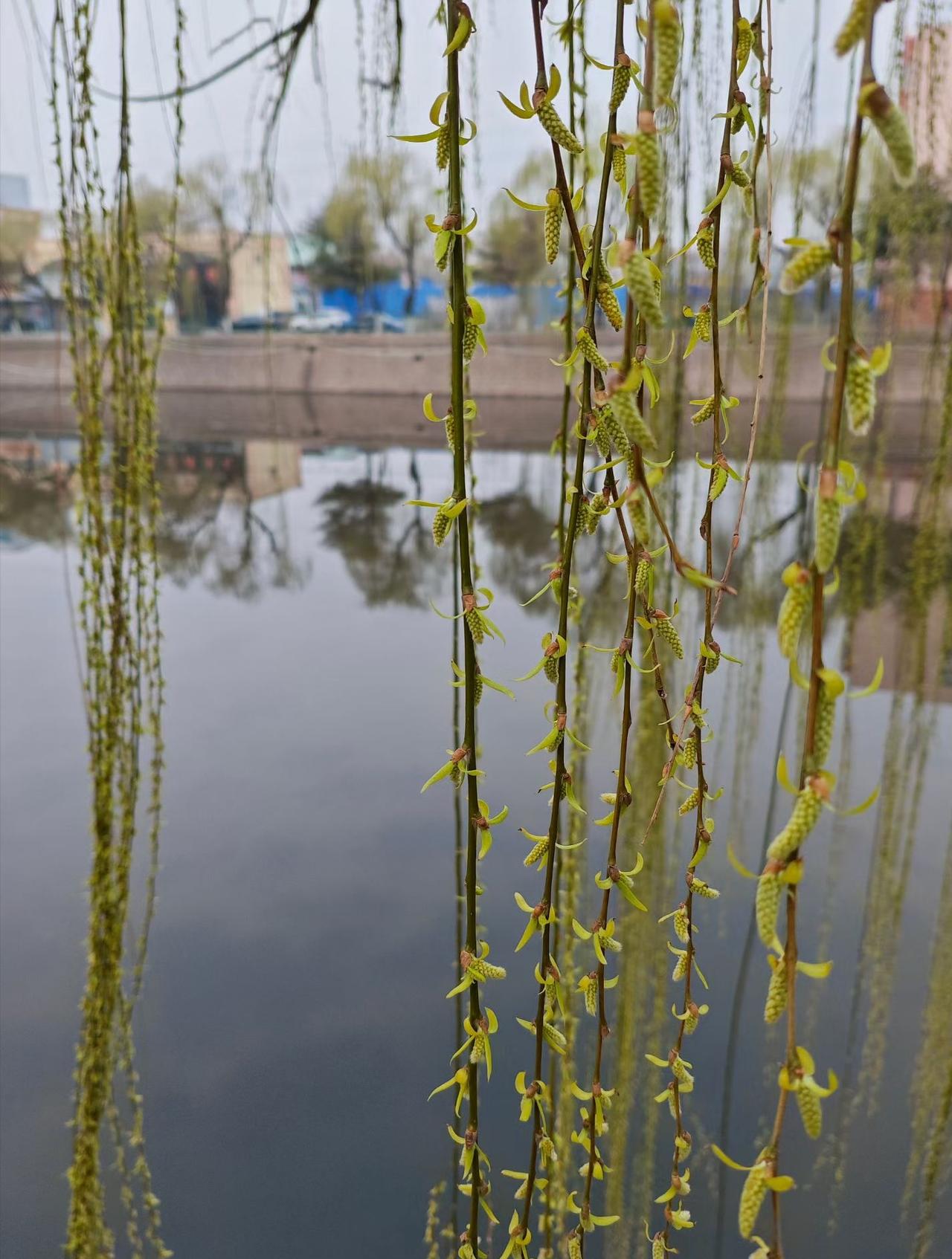 春日生活打卡季春天来了