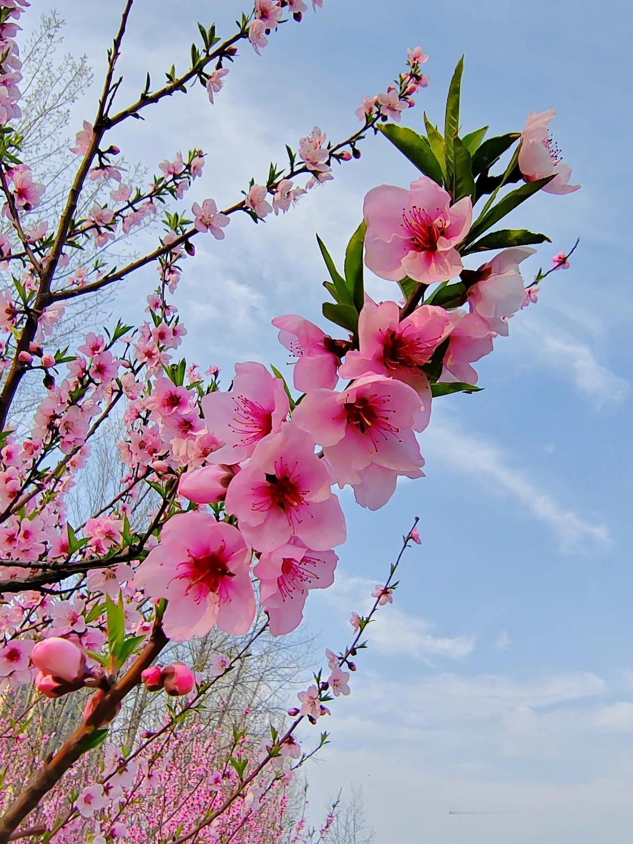 你会用哪四个字总结今天?春深日暖